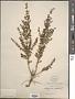 Scoparia dulcis L.