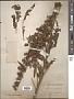 Scrophularia orientalis L.