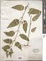 Scrophularia sp.