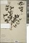 Scutellaria angulosa Benth.