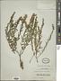 Scutellaria baicalensis Georgi