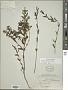 Scutellaria baicalensis Georgi
