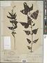 Scutellaria grossa Wall.
