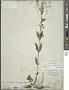Scutellaria integrifolia L.