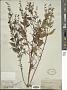 Scutellaria lateriflora L.