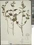 Scutellaria lateriflora L.