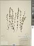Scutellaria leonardii Epling