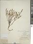 Scutellaria leonardii Epling