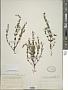 Scutellaria leonardii Epling