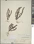 Scutellaria leonardii Epling