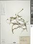 Scutellaria linearis Benth.