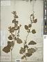 Scutellaria mellichampii Small