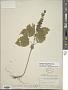 Scutellaria ovata Hill