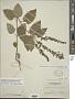 Scutellaria ovata subsp. bracteata (Benth.) Epling