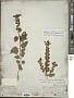 Scutellaria ovata subsp. bracteata (Benth.) Epling