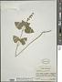 Scutellaria ovata subsp. bracteata (Benth.) Epling