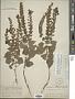 Scutellaria ovata subsp. bracteata (Benth.) Epling