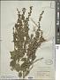 Scutellaria ovata subsp. bracteata (Benth.) Epling