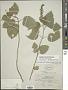 Scutellaria ovata subsp. versicolor (Nutt.) Epling