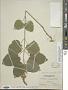 Scutellaria ovata subsp. versicolor (Nutt.) Epling