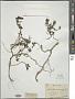 Scutellaria prostrata Jacquem. ex Benth.