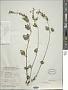 Scutellaria sp.
