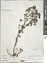 Scutellaria sp.