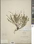 Scutellaria wrightii A. Gray