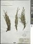 Scutellaria wrightii A. Gray