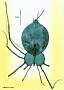 Scyllarides astori