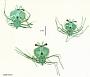 Scyllarus martensii