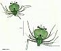 Scyllarus martensii