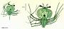 Scyllarus martensii