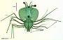 Scyllarus martensii
