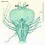Scyllarus martensii