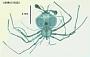 Scyllarus modestus