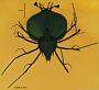 Scyllarus sp.