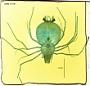 Scyllarus sp.