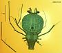 Scyllarus sp.