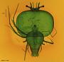 Scyllarus sp.