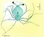 Scyllarus sp.