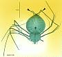 Scyllarus sp.