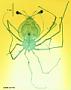 Scyllarus sp.