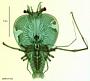 Scyllarus sp.
