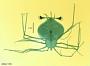 Scyllarus sp.