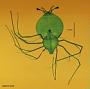 Scyllarus sp.
