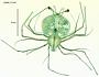 Scyllarus sp.