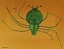 Scyllarus sp.