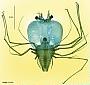 Scyllarus sp.