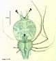 Scyllarus sp.